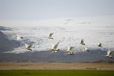 Singschwan (15 von 16).jpg